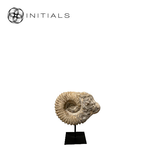 Object Nature Sand Ammonite