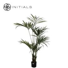 Palm Kentia Silk Green L