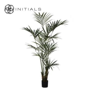 Palm Kentia Silk Green XL